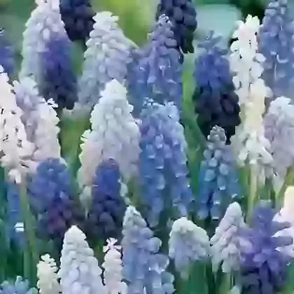 Muscari